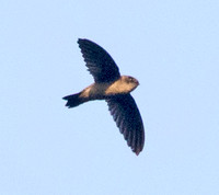 Swallow?