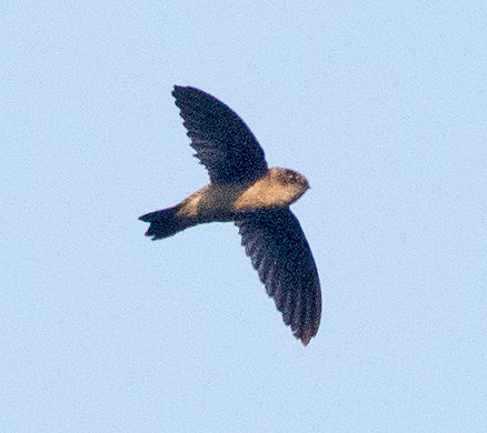 Swallow?