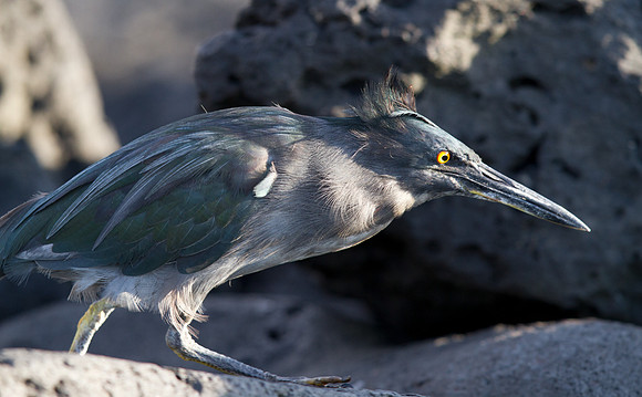 Lava Heron (Butorides sundevalli) Endemic