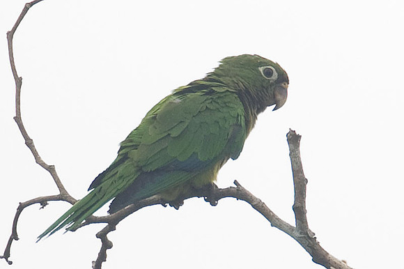 Olive-throated Parakeet (Aratinga nana)