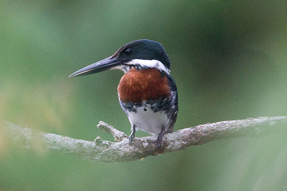 Green Kingfisher (Chloroceryle americana) Male