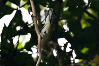 Bay-breasted Warbler (Dendroica castanea)
