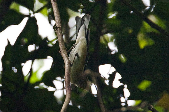 Bay-breasted Warbler (Dendroica castanea)