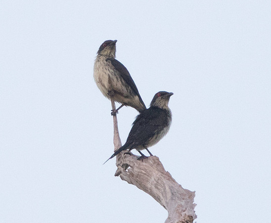 Moluccan starling (Aplonis mysolensis)