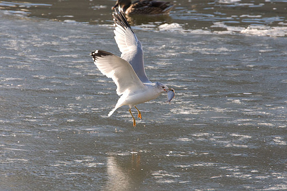 Ring-billed Gull (Larus delawarensis)