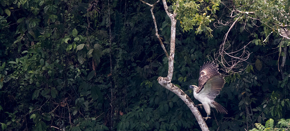 Philippine eagle (Pithecophaga jefferyi) Female