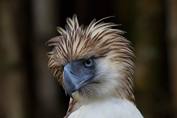 Philippine eagle (Pithecophaga jefferyi)