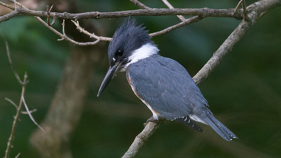 Belted kingfisher (Megaceryle alcyon)