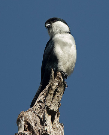 Philippine falconet (Microhierax erythrogenys)
