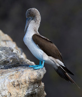 Blue-footed Booby (Sula nebouxii)