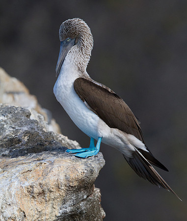 Blue-footed Booby (Sula nebouxii)