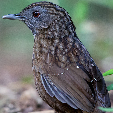 Streaked wren-babbler (Napothera brevicaudata) Pellorneidae