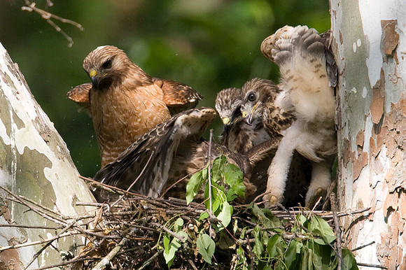 Red-shouldered Hawk (Buteo lineatus) adult and juvenile