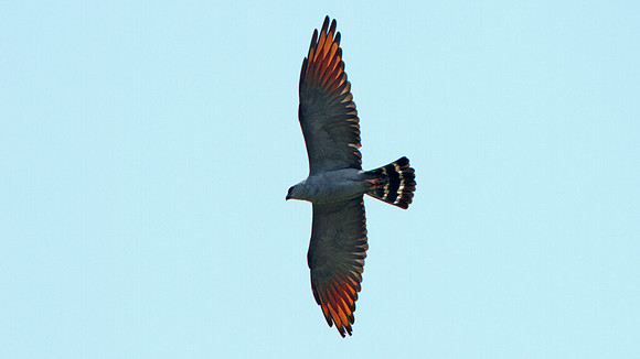 Plumbeous Kite (Ictinia plumbea)