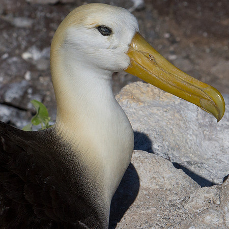 Waved Albatross (Phoebastria irrorata)