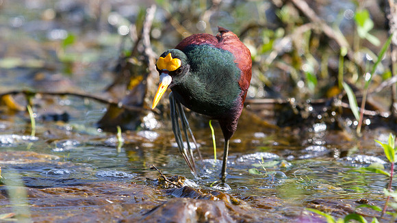 Northern Jacana (Jacana spinosa)
