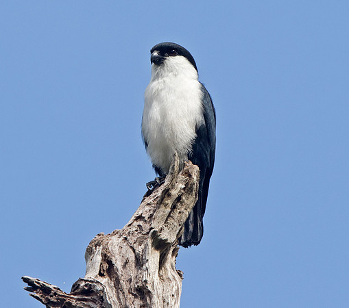 Philippine falconet (Microhierax erythrogenys)