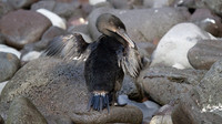 Flightless Cormorant (Phalacrocorax harrisi) Endemic