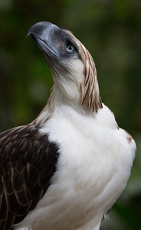 Philippine eagle (Pithecophaga jefferyi)