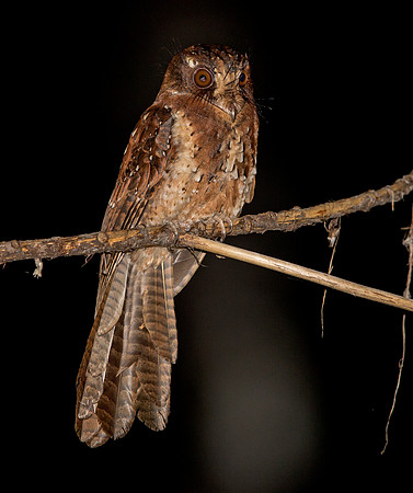 Moluccan owlet-nightjar (Aegotheles crinifrons)
