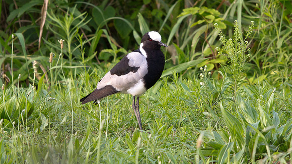 Blacksmith Lapwing (Vanellus armatus)