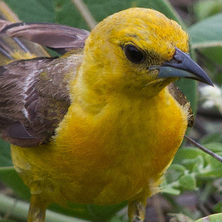Hooded Oriole (Icterus cucullatus) Female