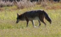 Coyote (Canis latrans)