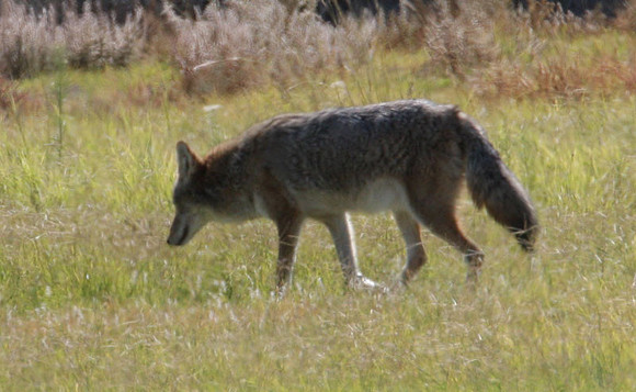Coyote (Canis latrans)