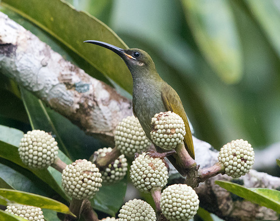Naked-faced spiderhunter (Arachnothera clarae)