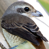 Brown shrike (Lanius cristatus)