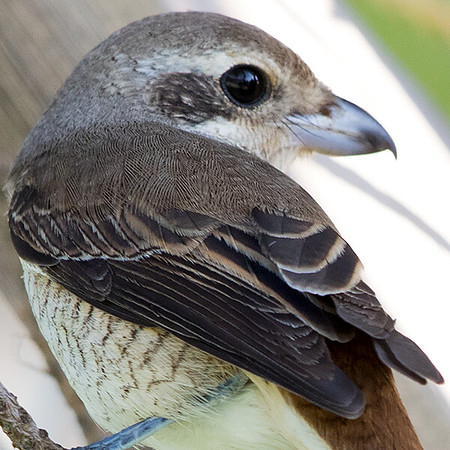 Brown shrike (Lanius cristatus)