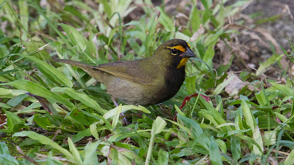 Yellow-faced Grassquit (Tiaris olivaceus)