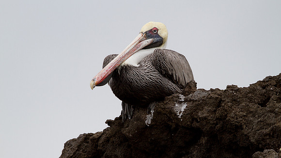 Brown Pelican (Pelecanus occidentalis)