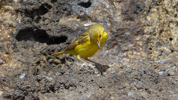 Yellow Warbler (Setophaga petechial)