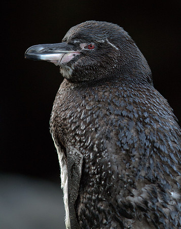Galapagos Penguin (Spheniscus mendiculus)