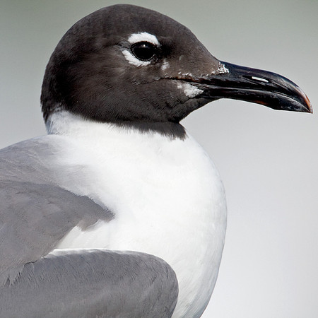 Laughing Gull (Larus atricilla)
