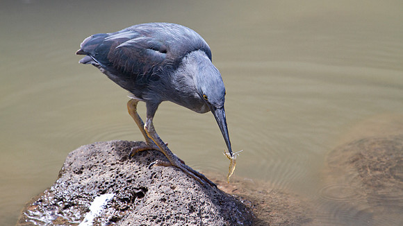 Lava Heron (Butorides sundevalli)
