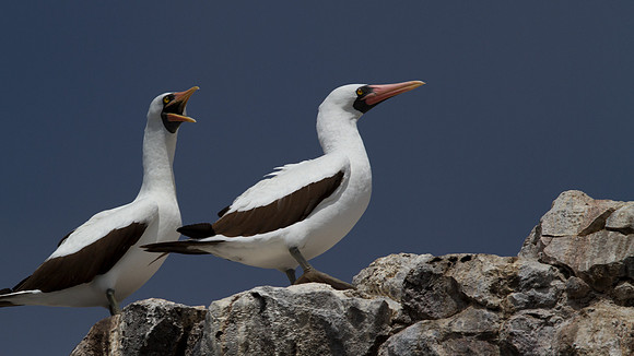 Nazca Booby (Sula granti)