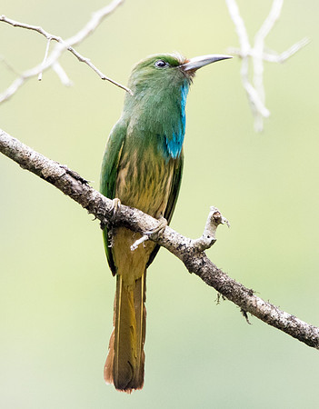 Blue-bearded bee-eater (Nyctyornis athertoni)