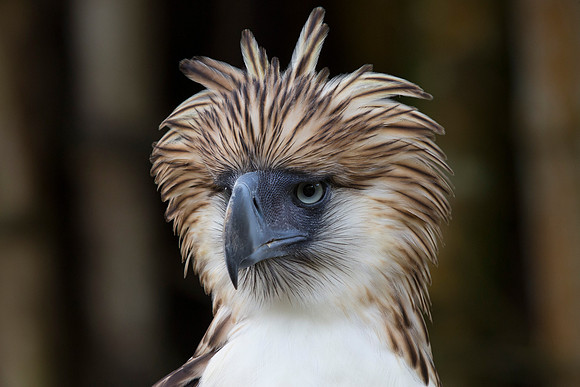 Philippine eagle (Pithecophaga jefferyi)