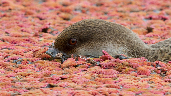 White-cheeked Pintail (Anas bahamensis) Female