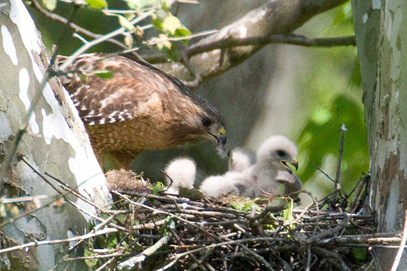 Red-shouldered Hawk (Buteo lineatus) adult and juvenile