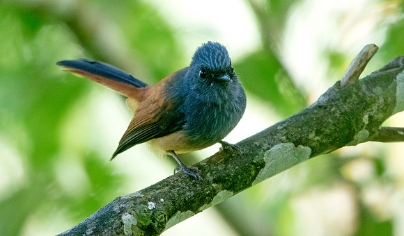Blue-headed fantail (Rhipidura cyaniceps)