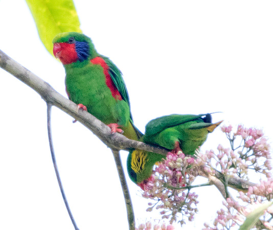 Red-flanked lorikeet (Charmosyna placentis) male (left) female (right)