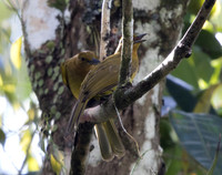Yellowish bulbul (Hypsipetes everetti)