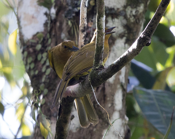 Yellowish bulbul (Hypsipetes everetti)