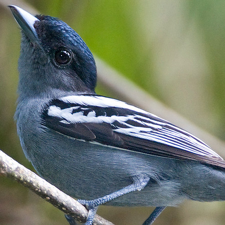White-winged Becard (Pachyramphus polychopterus)