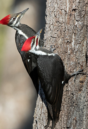 Pileated woodpecker (Dryocopus pileatus)