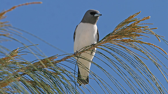 White-breasted Woodswallow (Artamus leucorynchus)
