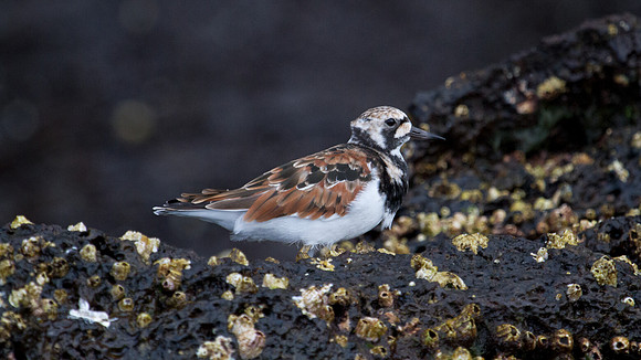 Ruddy Turnstone (Arenaria interpres)